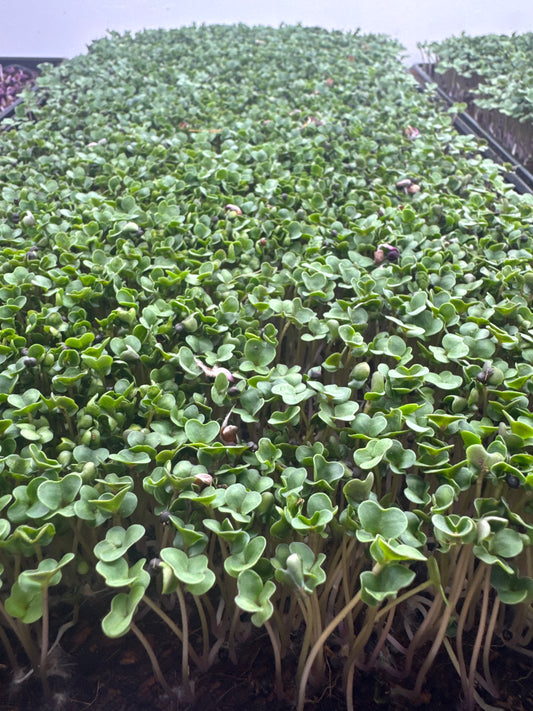 Fresh Broccoli Microgreens (Pickup – Rosedale)