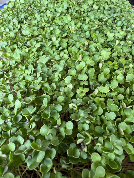 Fresh Broccoli Microgreens (Pickup – Rosedale)