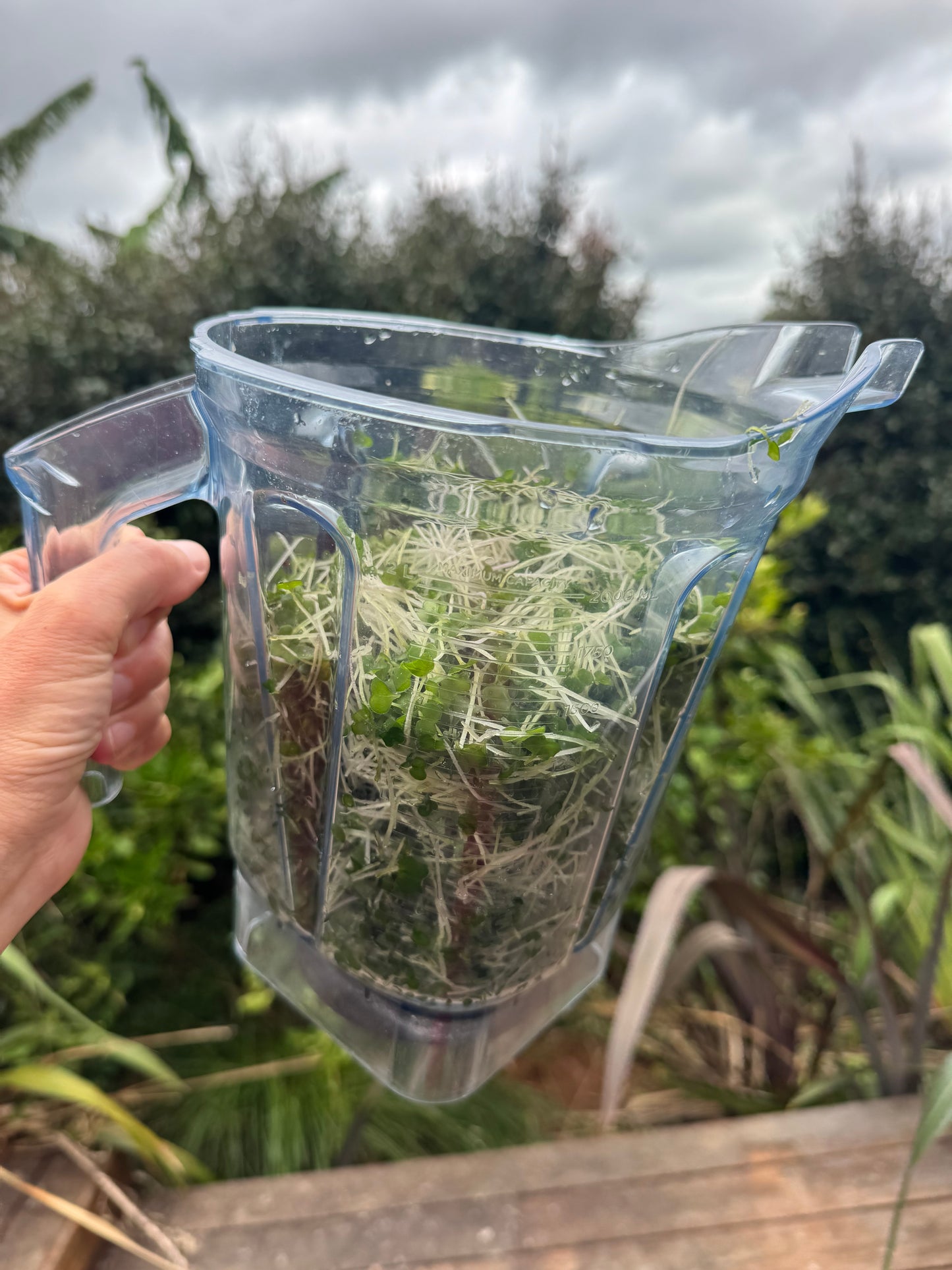 Fresh Broccoli Microgreens (Pickup – Rosedale)