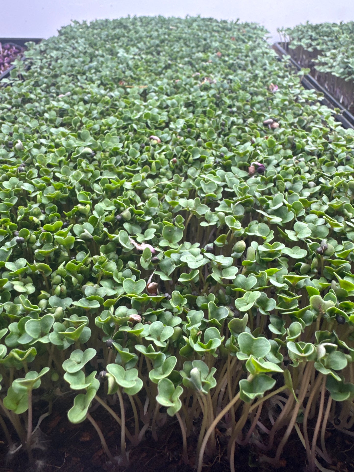 Fresh Broccoli Microgreens (Pickup – Rosedale)